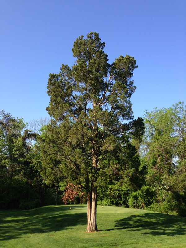 Photo of a red cedar tree